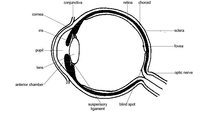 A diagram detailing structures of the eye. 