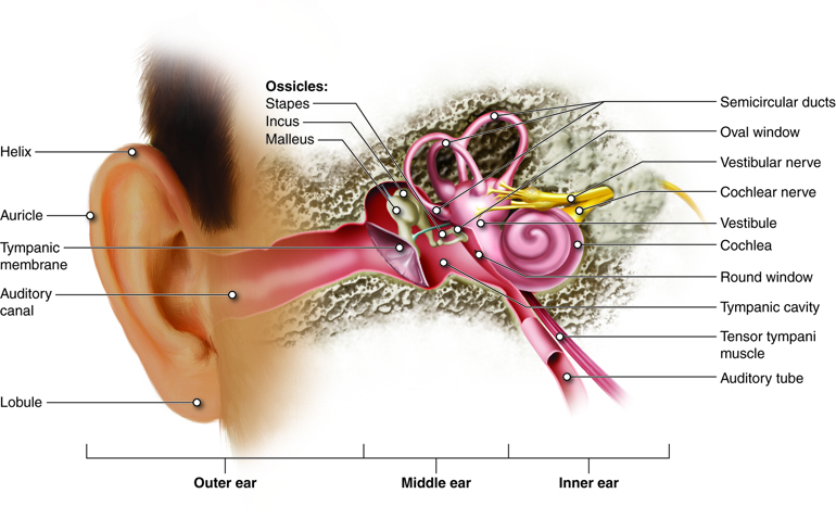 A diagram labeling the structures of the human outer, middle, and inner ear. 