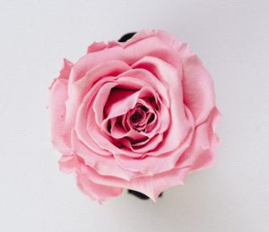 A pink rose. 