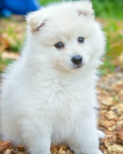 A fluffy white puppy sitting in autumn leaves. 