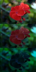 A red flower as seen by young eyes, middle age eyes, and older eyes (it gets progressively dimmer)