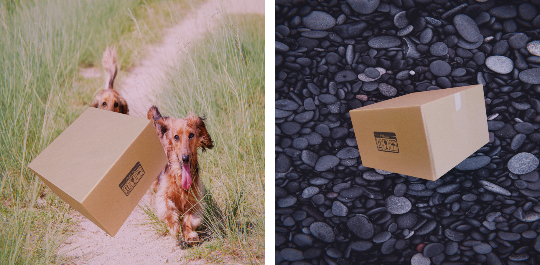 Packages depicted infront of dogs on a grassy meadow and in front of black rocks to train the model on what a package looks like