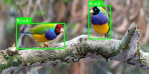 The output of an object detection model trained to identify birds - the computer has placed outlines around the birds and labeled each as a “bird"
